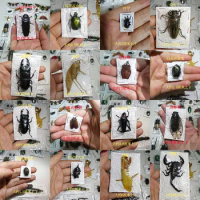 True Insect Specimens Individually Packaged Golden Cicada Turtle Mantis Long-horned Centipede Beetle Specimen Teaching Cognition