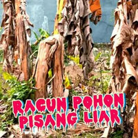 KAPAS Racun Pohon Pisang Liar