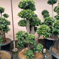 TANAMAN HIAS BONSAI BERINGIN DOLLAR MICRO/POHON BONSAI TAMAN DOLLAR MICRO