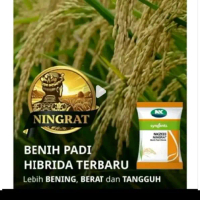 Benih padi Hibrida Ningrat super kualitas unggul 5kg