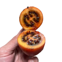 Terong qori/terong belanda 1kg panen dari kebun