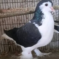 BURUNG MERPATI HIAS LAHORE BLACK SEPASANG
