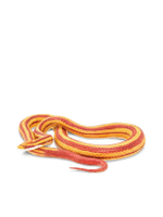 CORN SNAKE