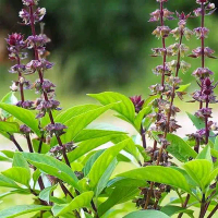 benih selasih. BASIL THAI SEEDS.