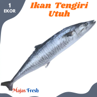 IKAN TENGIRI Utuh Segar - Ikan Tenggiri Utuh Panjang Fresh | 1 Ekor - Size 750-1.000gr [ Harga Per P