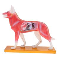 4D Vision Dog Anatomy Model, Life Size 72 Acupuncture Points Cat Skeleton Anatomical Model with Base, Lab Supplies
