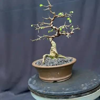 bonsai pohon serut