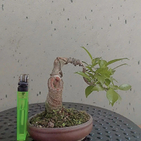 Bonsai mame beringin kimeng asli tanaman hiasan ruang tamu indah