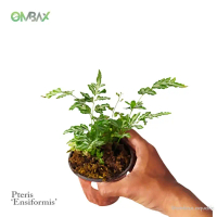 Pteris 'Ensiformis' - Pakis / Tanaman Paludarium