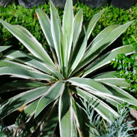 tanaman hias agave singklok mahkota king raja