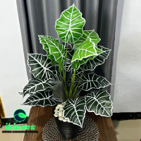 DAUN AGLONEMA ARTIFICIAL DAUN PLASTIK POT BUNGA KELADI HIAS MURAH DAUN ARTIFISIAL TANAMAN HIAS PLAST