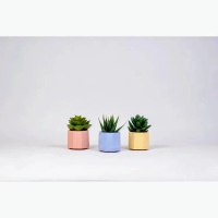 POT MINI PUTIH + SUKULEN KAKTUS MINI | POT MINI POT DEKORASI RUMAH | SOUVENIR PERNIKAHAN