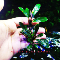 bucephalandra sp paris