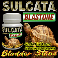 SULCATA BLASTONE KAPSUL OBAT BLADER STONE BS MELURUHKAN URATES REPTILE TORTOISE  CENTHROCHELYS SULCA