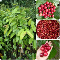 BIBIT BUAH LOBI LOBI/LOBA LOBI CANGKOK KAYA AKAN HERBAL