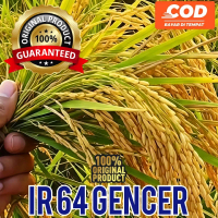asli BENIH BIBIT Tanaman PADI IR 64 GENCER UNGGUL BERKUALITAS 5KG  Kuning