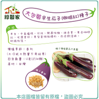 【綠藝家】大包裝G35-1.早生茄子(咖啡紅)種子1.2克(約240顆)