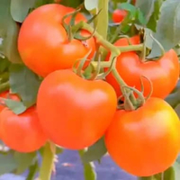 50 biji bibit tomat jumbo bibit tomat unggul