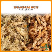 Chilean Sphagnum moss 7A Premium