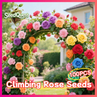 1pack isi 50 butir biji mix colors Benih Mawar Biji Bunga Mawar 8 Jenis Rare Rose Seeds