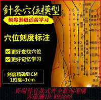 {臺灣公司貨 可打統編}針灸穴位人體模型人全身中醫十二經絡小皮人經絡圖穴位模特可扎針