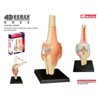 Human Knee Model 4D MASTER Puzzle Detachable DIY Educational Toys Flexible Reduced Size Skeleton Anatomy Tool Medical Gift