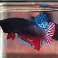 Cupang, Betta Splendens (Siamese Fighting Fish)
