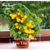 *Super Rare* Heirloom Tiny Tim Yellow Tomato Seeds - 30 Seed *Pot Friendly* Tanam Pasu, Benih Tomato