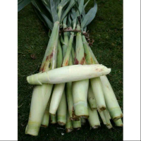 TERUBUK TELOR TEBU TELOR 1 KG FRESH SIAP KIRIM