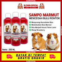 Sampo Marmut Guinea Pig Mencegah Bulu Rontok