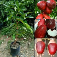 Bibit jambu Jamaika jumbo siap tanam