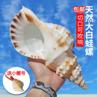 Natural Conch Shells Oversized White Frog Snail Fish Tank Aquascape Table Jewelry Collection