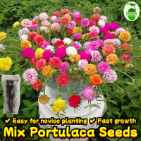Double Petals Moss Rose Seeds Portulaca Seeds for Sale (800 Pcs/pack) Flowering Portulaca Plants See