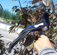 定做仿真鳥動物模型 仿真喜鵲 拍照道具 各種彩色羽毛小鳥