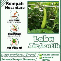 60 benih bibit labu putih/labu air kualitas super siap tanam