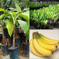 Bibit pisang cavendish Bibit Unggulan