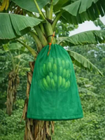 Brongsong Pisang Ukuran L - Eceran