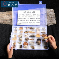 天然古生物化石標本盒三葉蟲化石琥珀原石奇石頭兒童禮物淘礦科普