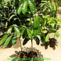 bibit duku palembang okulasi cepat berbuah