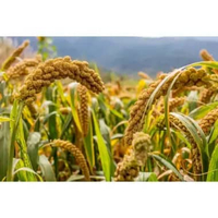 Bibit Premium Jawawut Sekoi | Biji Benih Jewawut Sekoi | Milet Jawawut Sekoi