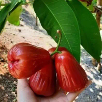 Bibit Jambu Air Delima Demak – Buah Merah Cerah, Manis Segar & Cepat Berbuah boleh COD