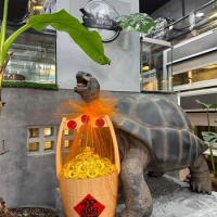 Limited Edition New Oversized Aldabra Tortoise Figure Model GK Garden Ornament Home Decoration 70cm