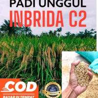 Benih padi Inhibrida C2 super kualitas unggul
