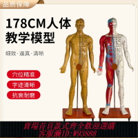 {臺灣公司貨 可打統編}170CM人體針灸模型針灸銅人模型178cm中醫經絡穴位模型 穴位清晰