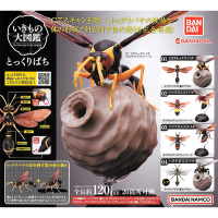 小全套3款 日本正版 蜾蠃 環保扭蛋 扭蛋 轉蛋 泥壺蜂 胡蜂 造型扭蛋 環保蛋殼 昆蟲模型 - 726890