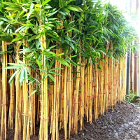 tanaman hias bambu kuning