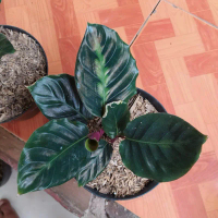 Tanaman Hias Calathea Lindeniana - Calatea Linden By CAH FLORA