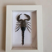 RealInsect Specimen Climbing Pet Scorpion Centipede Specimen Children's Gifts Science Textbook Collection Decoration homedecore