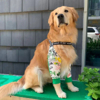 Kutiepom [ส่งจากไทย] ปลอกแขนสุนัขพันธุ์กลางและใหญ่ป้องกันข้อศอก Dog Sleeves Anti-lick Leg Sleeve Str