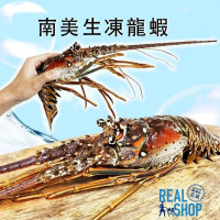 【真食小市集】南美生凍龍蝦 約400-450g±10%/隻(海鮮 適合火鍋、烤、蒸)